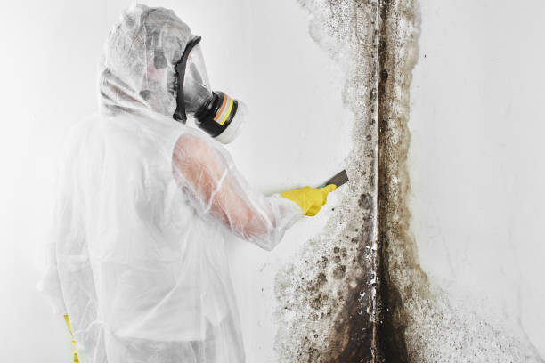 Best Mold Removal Company Near Me  in Pittsburg, KS