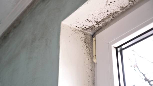 Best Mold Cleaning Services  in Pittsburg, KS