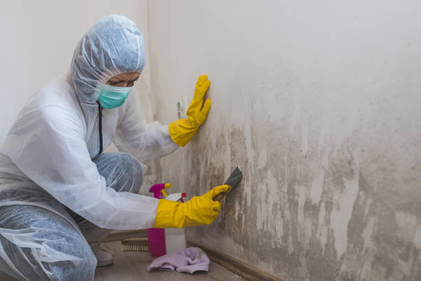 Best Home Mold Removal  in Pittsburg, KS