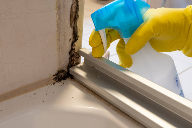 Best Affordable Mold Removal  in Pittsburg, KS