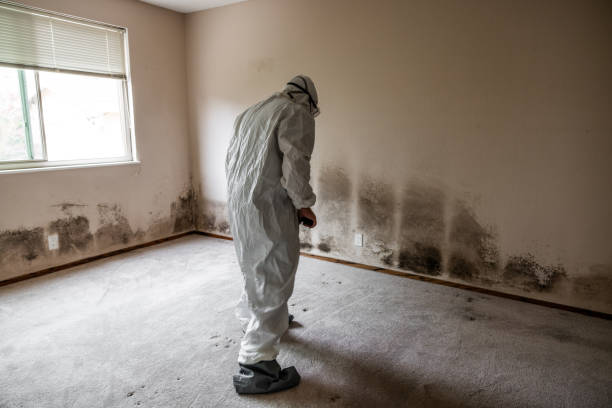 Best Local Mold Removal Service  in Pittsburg, KS