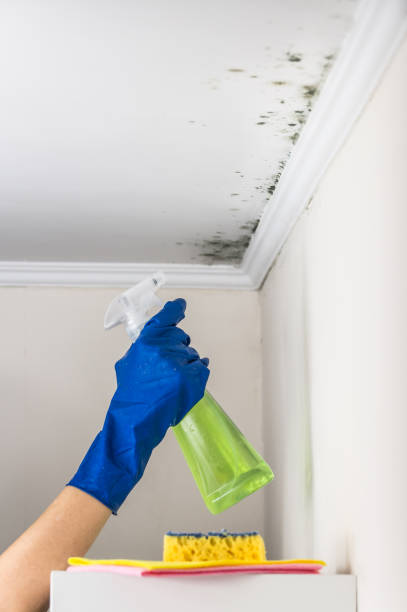 Best Best Mold Removal Companies  in Pittsburg, KS